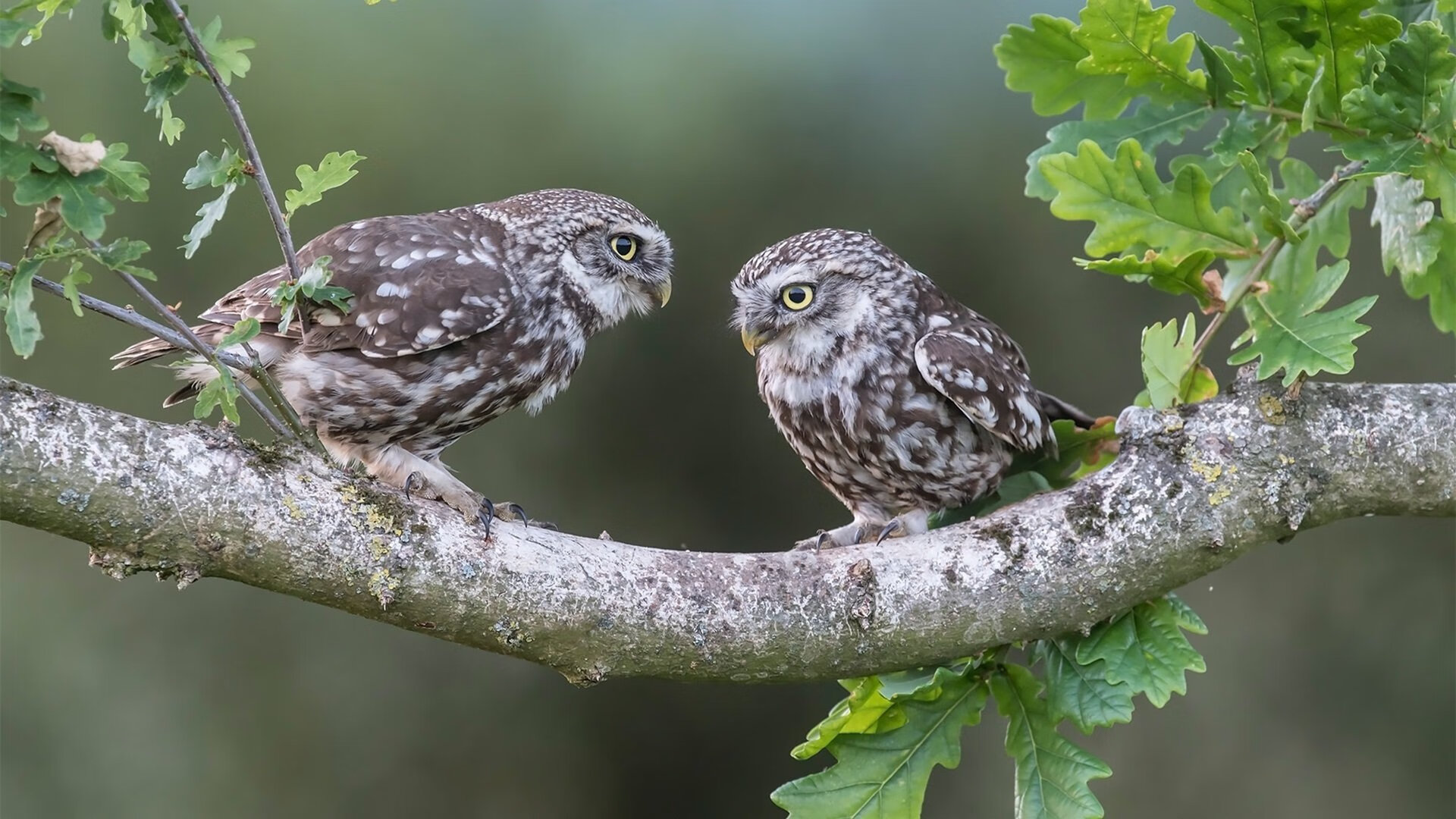 奥亚尔萨瓦尔爆发，日本掀翻巴黎，亚洲足球新纪元的序章？