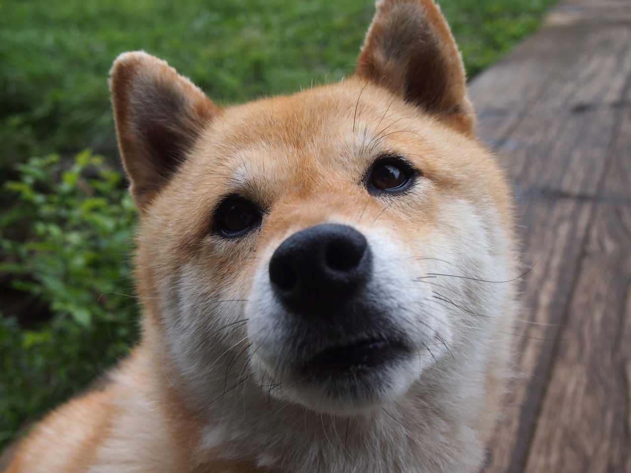 数据爆炸时代,萨拉赫现象与澳大利亚体育的轻取哲学